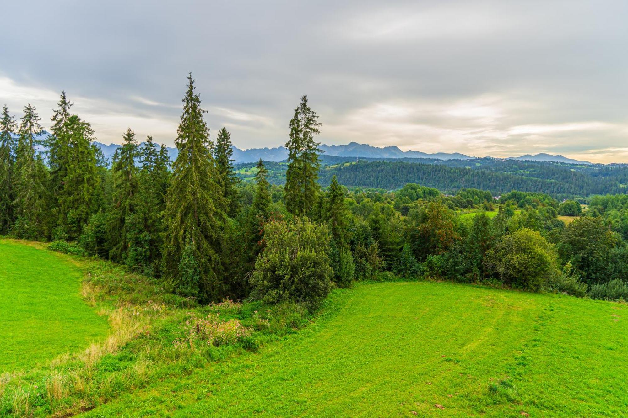 Niedzwiedzia * Rzepiska